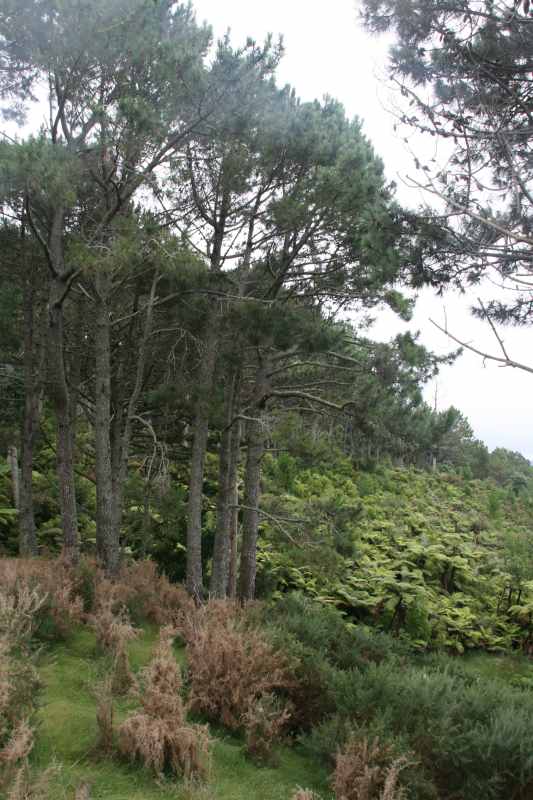 Nieuw-Zeeland 2011 - 0439